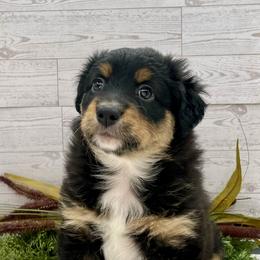 Vixen - Black tri-color female Australian Shepherd puppy in Thornton, Colorado from 303 Aussies