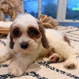 Spaghetti - Red merle male Aussiedoodle puppy in North Royalton, Ohio from Johnson's Doodles