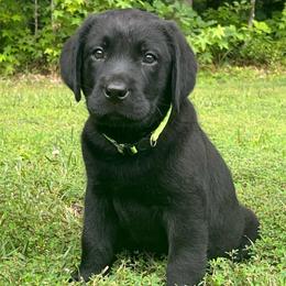 Black Male - Green Collar - Available for new home - Black male Labrador Retriever puppy in Beaverdam, Virginia from Gold Heart Labradors