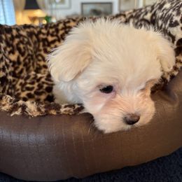 Boy 1 - White male Maltese puppy in Pennsylvania from Pequest Pekingese & Merri Maltese