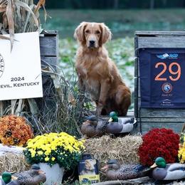 Hawk - Golden Retriever