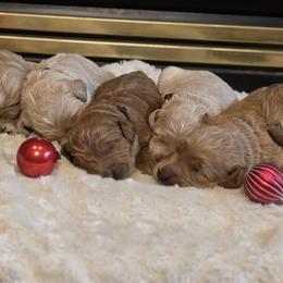 Goldendoodle puppies from Granton Creek