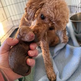 Boy 1 - Apricot male Poodle puppy in Bettendorf, Iowa from Red Door Poodles
