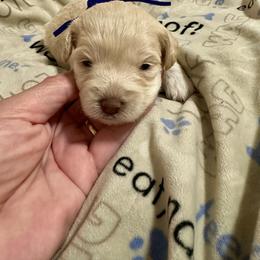 Zoey - Liver female Miniature Schnauzer puppy in Orlando, Florida from Central Florida CKC Miniature Schnauzer Breeders