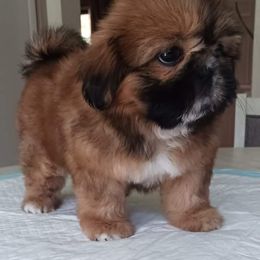 Shih Tzu Puppies from K.B.'s Shih Tzu Babies