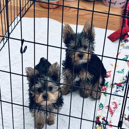 Yorkshire Terrier Puppies from Rosey’s Yorkies