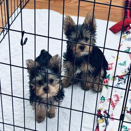 Yorkshire Terrier Puppies from Rosey’s Yorkies
