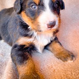 Bernedoodle, Bernese Mountain Dog, and Siberian Husky Puppies from Timberline Paws