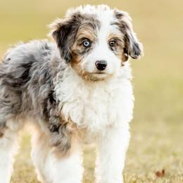 Williams - Blue merle male Aussiedoodle puppy in Tonopah, Arizona from Kae's Kennels