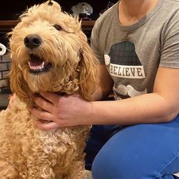 Daisy - Goldendoodle