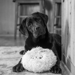 Labrador Retrievers from Clearwater Labradors