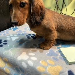 Ruby - Red female Dachshund puppy in Hebron, Indiana from MCS Dachshunds