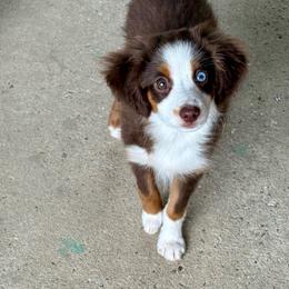 Texas (tail) - Red tri male Toy Australian Shepherd puppy in College Station, Texas from South Paw Toy Aussies