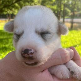 Male (Gray Collar) - Sable and white male Siberian Husky puppy in College Station, Texas from Texas Siberian Husky Kennels (TSHK)