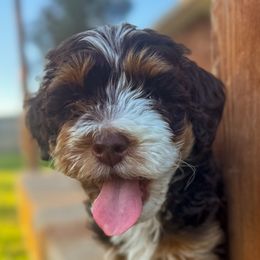 Bernedoodles, Cavapoos, Cockapoos, and Poodles from Mop Top Doodle Co.