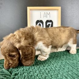 Dachshund Puppies from Queen of Weens Dachshunds