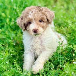 Huck - Red merle male Aussiedoodle puppy in Eastman, Georgia from Dood B Ranch