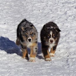 Australian Shepherd Puppies from Pole Canyon Australian Shepherds