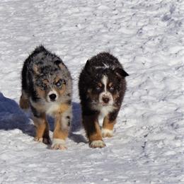 Australian Shepherd Puppies from Pole Canyon Australian Shepherds