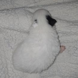 Iris - Black parti female Pomeranian puppy in Angleton, Texas from Pomeranian Palace, LLC