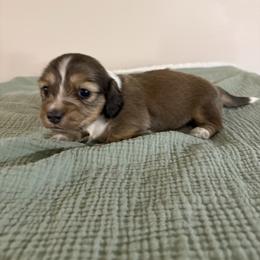 Sarge - Piebald male Dachshund puppy in Athens, Alabama from 4 Moore Ranch