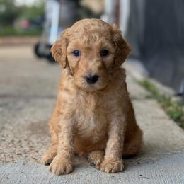 Yellow - Apricot male Goldendoodle puppy in Spring, Texas from The Doodle Den