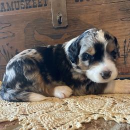 Duke - Blue merle male Aussiedoodle puppy in Orange Cove, California from Sand Creek Ranch Aussiedoodles