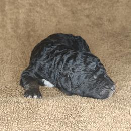 Poodle Puppies from Hatch & Homestead LLC
