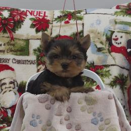 Andy - Blue and gold male Yorkshire Terrier puppy in Pinellas Park, Florida from Silversands Yorkshire Terriers