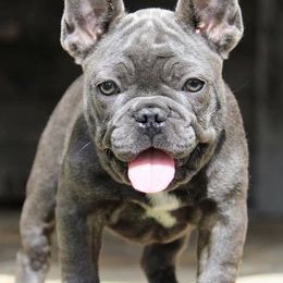French Bulldogs from Dortoria's French Bulldogs
