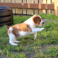 Welsh Springer Spaniels from BriarRose English and Welsh Springers