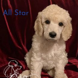 All Star - White male Poodle puppy in Arlington, Tennessee from Golden Hour