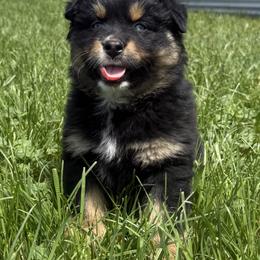 Australian Shepherd Puppies from Bear Creek Aussies