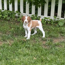 Brittany Puppies from Masterpiece Brittanys