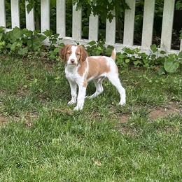 Brittany Puppies from Masterpiece Brittanys