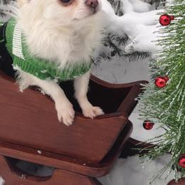 Chihuahuas from Vargo Chihuahuas