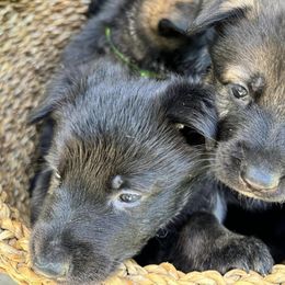 German Shepherds from Zähhund German Shepherds