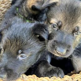 German Shepherds from Zähhund German Shepherds