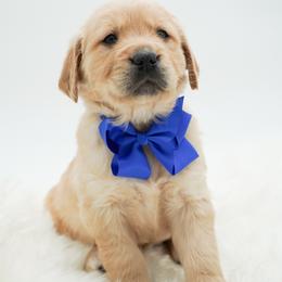 Champ - Golden male Golden Retriever puppy in Elmwood Park, Illinois from HuskiesAndGoldensWithFinesse