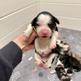 Boy 1 - Black tri-color male Aussiedoodle puppy in Heber City, Utah from Junipersdoodles