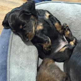 Jack (Blue) - Black and tan male Dachshund puppy in Humble, Texas from Foley Dachshunds