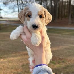 Mistletoe - Parti male Goldendoodle puppy in Kenansville, North Carolina from J+A Family Doodles