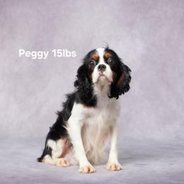 Peggy - Cavalier King Charles Spaniel