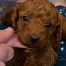 Ellie May - Apricot female Goldendoodle puppy in Centralia, Missouri from Oodles Of Doodles Mo.
