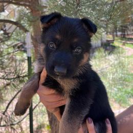 Moose (Price reduced for limited time) - Black and tan male German Shepherd puppy in Colorado Springs, Colorado from Forest Home Shepherds
