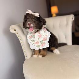 Mary-Kate - Red tri-color female Aussiedoodle puppy in Sweetwater, Florida from Sandy Snout Doodles