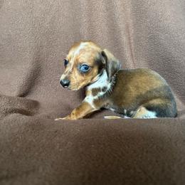 Orion - Dapple male Dachshund puppy in Opelika, Alabama from Dachshund Darlins