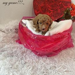 Girl 3 - female Poodle puppy in Prairie Grove, Arkansas from Loves Toy Poodles