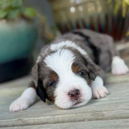 Qwirkle - Blue merle female Bernedoodle puppy in El Campo, Texas from Little Fur Friends Bernedoodles