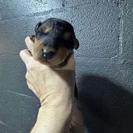 Miss Gray - Black and tan female Airedale Terrier puppy in Mooresville, North Carolina from Farm 55